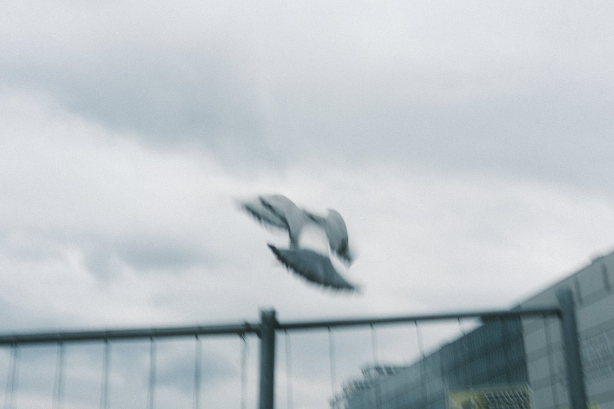 Ashe_Caulfield's tweet image. Blurred Pigeons
#Fujifilm X-T5
Fujifilm 35mm F2
Fujicolor #Superia 800 Film Recipe