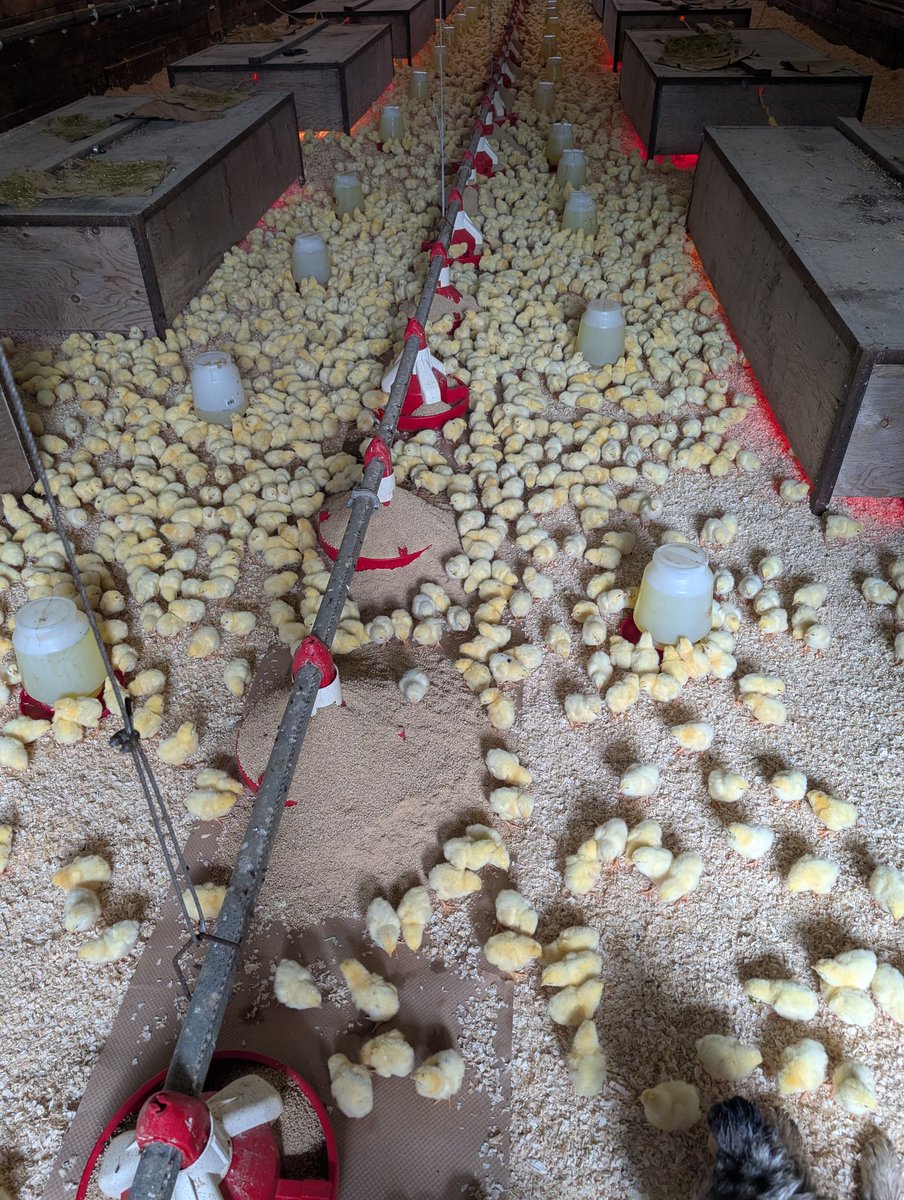 ifarmfresh1's tweet image. A sea of yellow. Next batch of chicks! Within two weeks these guys will be out on pasture in our moveable shelters invigorating and benefitting our soil to produce an abundance for our cattle.