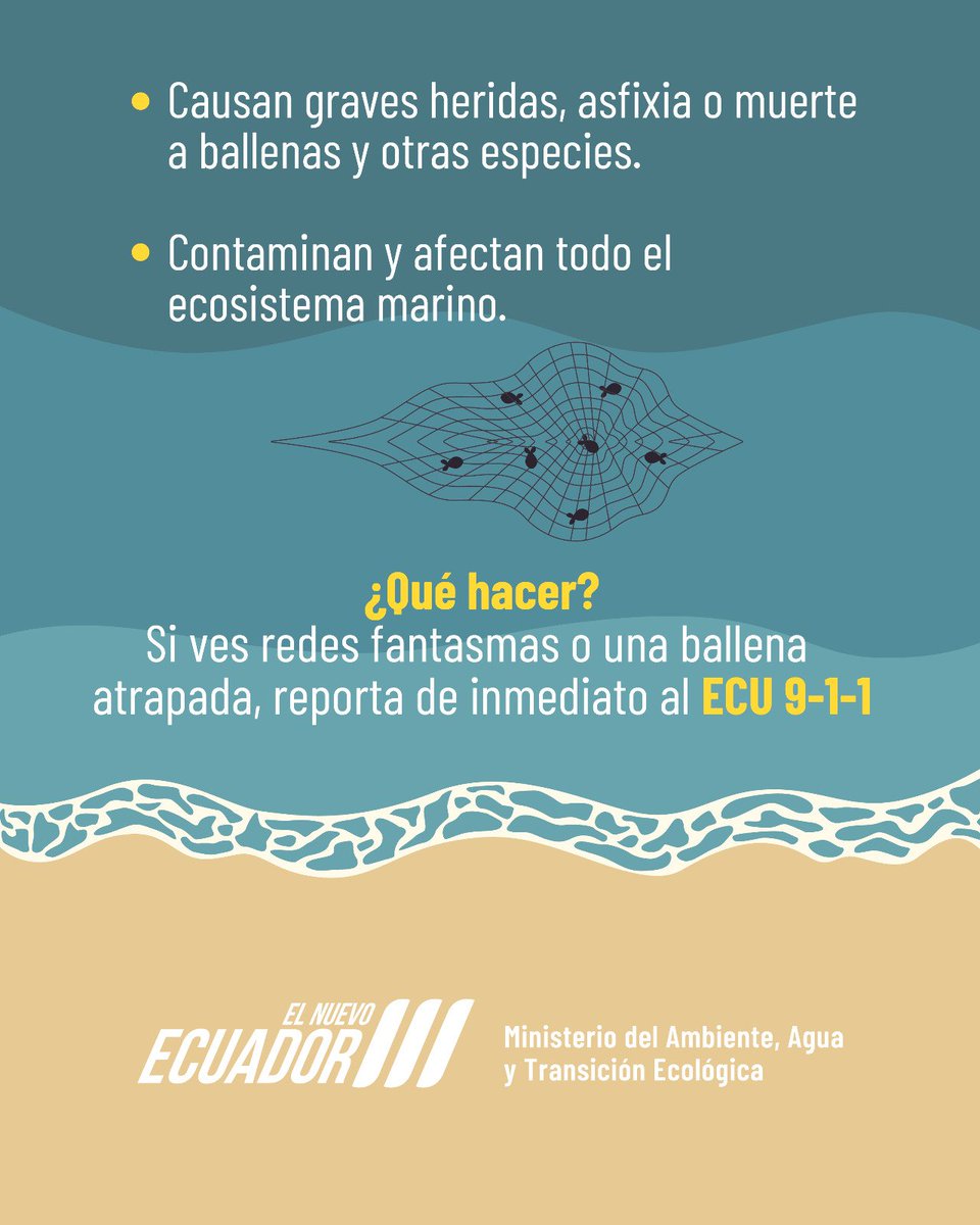 🪢 Redes fantasmas:
🔹 Redes abandonadas que quedan flotando
🔹 Peligro mortal para ballenas y otras especies
💡 Si ves una red o animal atrapado:
📞 Llama al ECU 9-1-1 <a href="/ECU911_/">ECU 911</a>