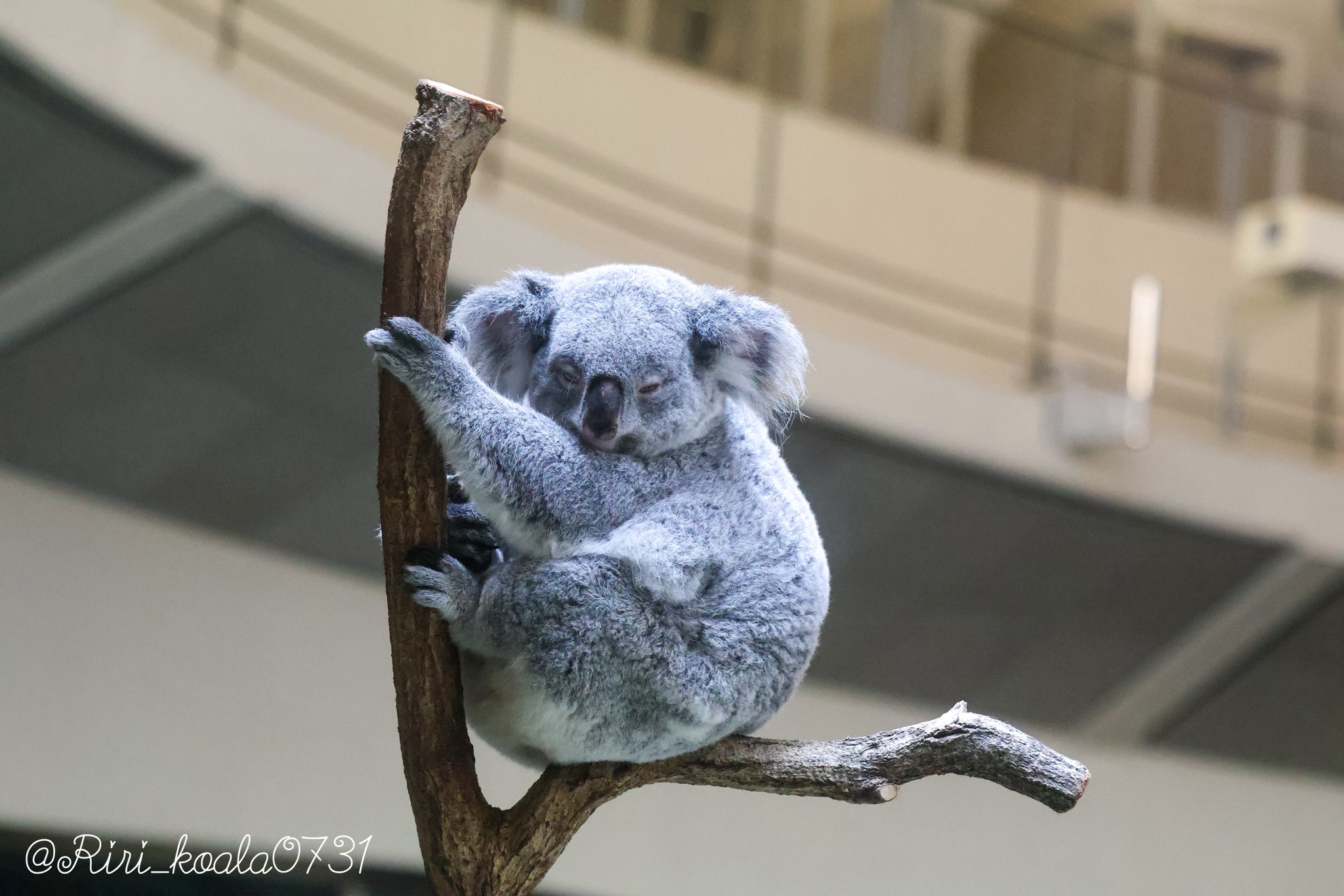 🎀 莉里 🐨 on X: 