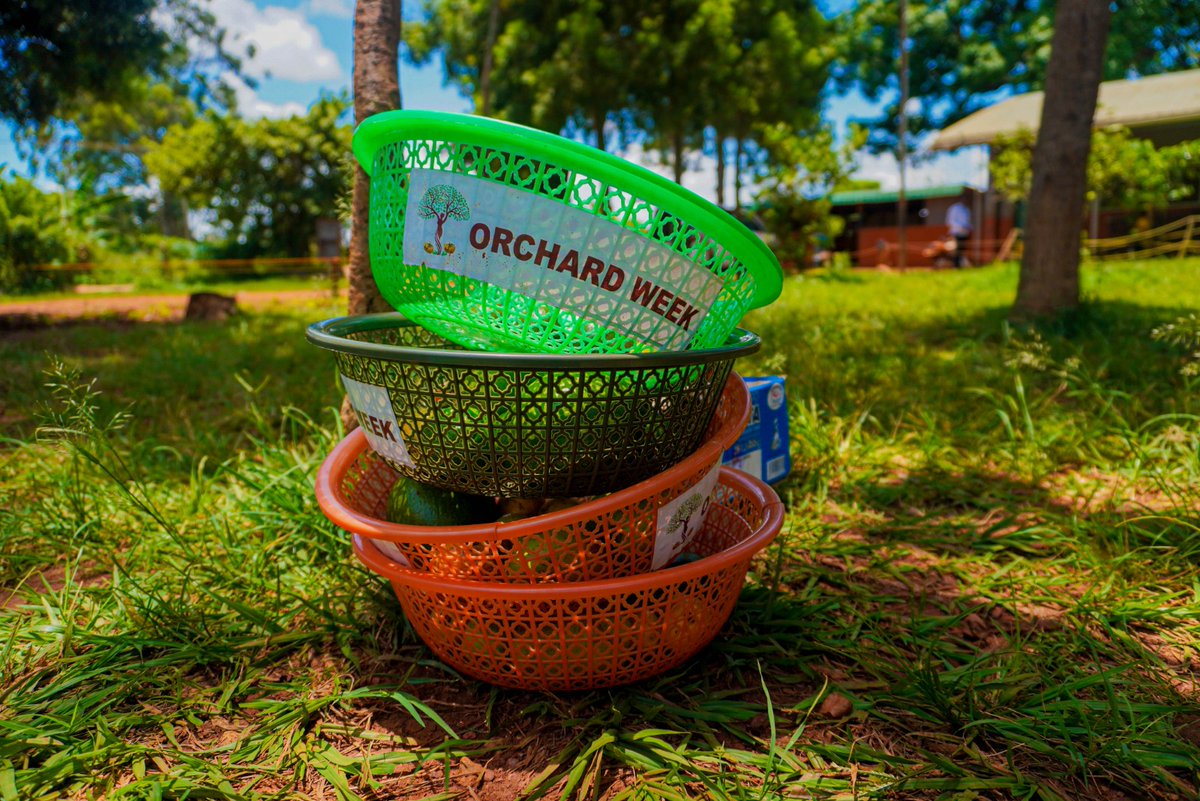 G4ClimateAction's tweet image. Today we are throwing it back to our incredible #orchard week!🌲 Here,we planted fruit trees because they are better carbon sinks, they contribute to food security in schools and they act as shades for the kids to play and learn.
Plant a tree today! #RestoreYourOrchard
#GMP