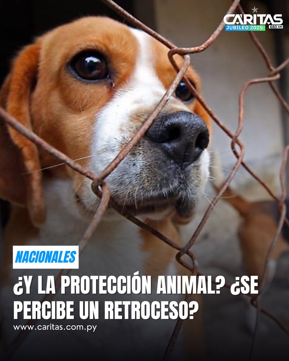 #Nacionales | ¿Y la protección animal? ¿Se percibe un retroceso?

👉🏻 Agresores de animales podrían evitar la cárcel tras la aprobación de un proyecto de ley que reduce las penas por maltrato, al convertir estos crímenes en delitos excarcelables.

👉🏻 Desde el Frente Nacional de