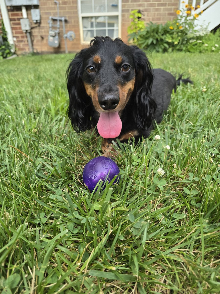 My puppers are amazing at helping me network. Very easy to connect with other folks when you both have pets.