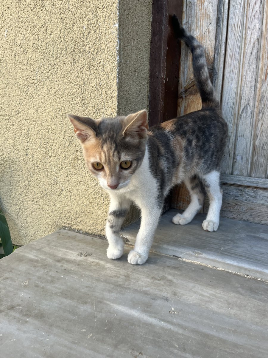 eda3solentezcan's tweet image. YUVA ARIYORUZ🔆🔆🔆
Dişi yaklaşık 5 aylık. Kısırlaştırmasını ve aşılarını yaptıracağız. Çok sevencen bir kız çocuğu
🥰🥰🥰
İstanbul - 507 342 59 51 #satinalmasahiplen #dişi #İstanbul #kedi