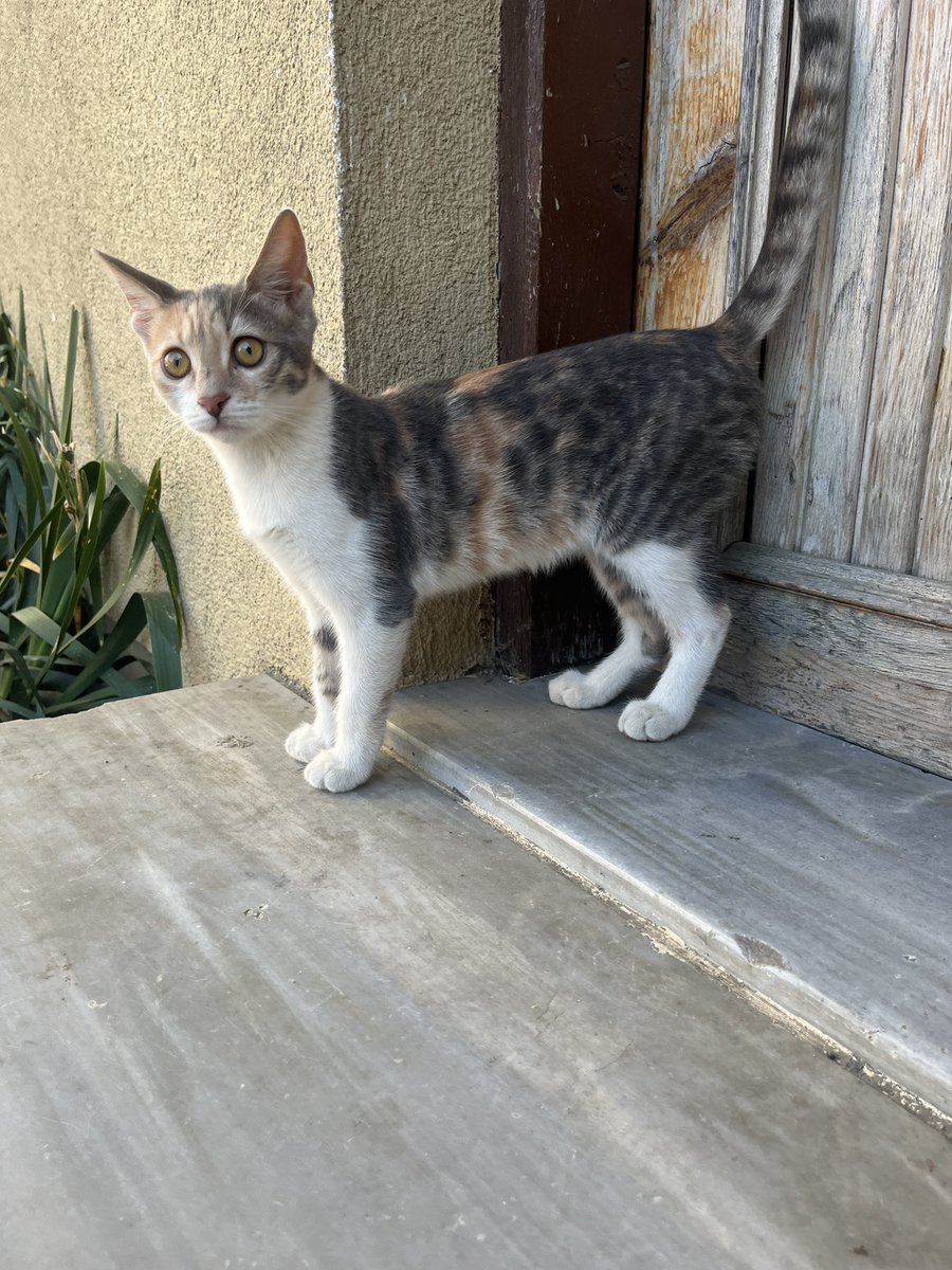 eda3solentezcan's tweet image. YUVA ARIYORUZ🔆🔆🔆
Dişi yaklaşık 5 aylık. Kısırlaştırmasını ve aşılarını yaptıracağız. Çok sevencen bir kız çocuğu
🥰🥰🥰
İstanbul - 507 342 59 51 #satinalmasahiplen #dişi #İstanbul #kedi