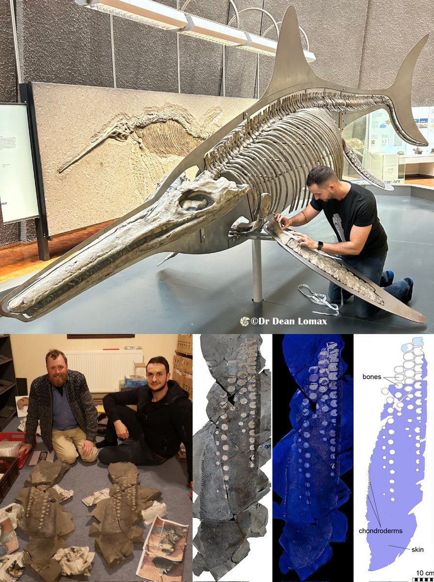 Dr Dean Lomax (@dean_r_lomax) on Twitter photo Great write-up by <a href="/IFLScience/">IFLScience</a>,bcovering our new study in <a href="/Nature/">nature</a>. All about that extraordinary, giant ichthyosaur flipper!
Pictured here with <a href="/dinosven/">Sven Sachs</a> Great write-up by <a href="/IFLScience/">IFLScience</a>,bcovering our new study in <a href="/Nature/">nature</a>. All about that extraordinary, giant ichthyosaur flipper!
Pictured here with <a href="/dinosven/">Sven Sachs</a>