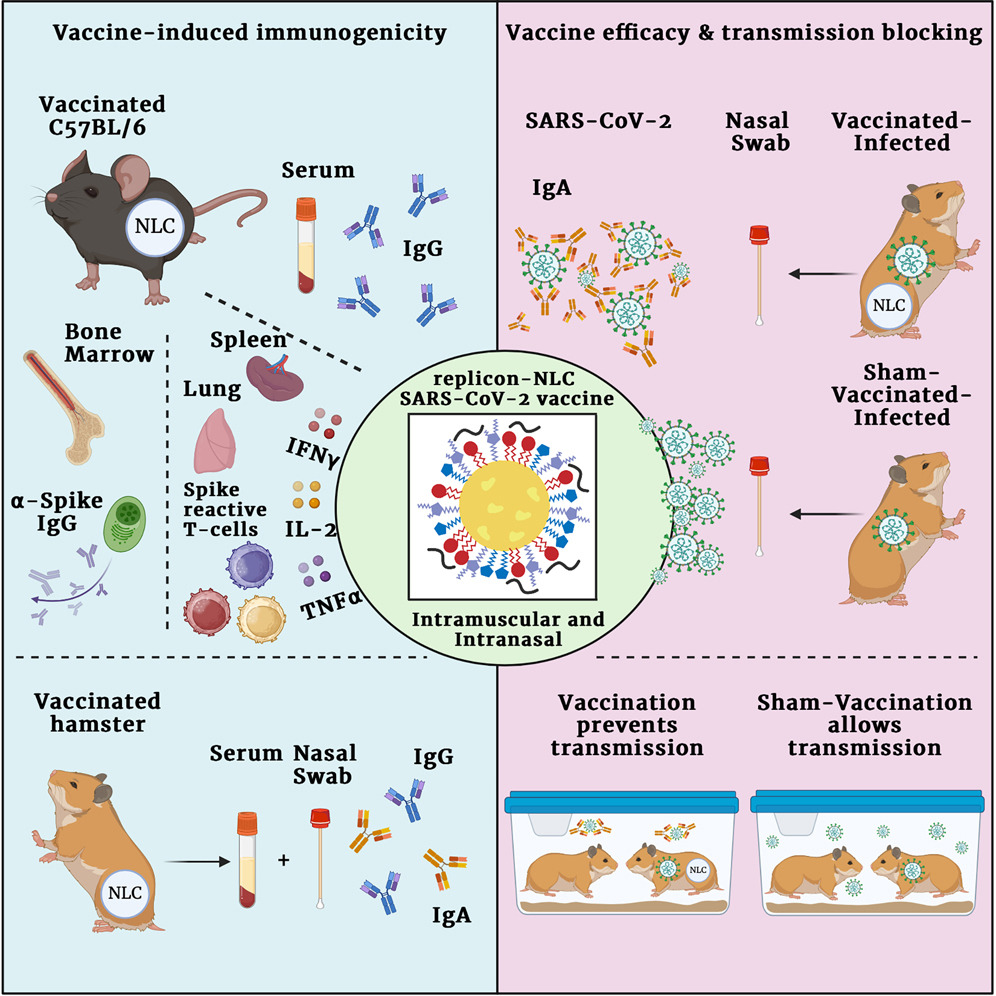 science_seattle's tweet image. Dr. Emily Voigt's lab at @AAHITweets have compared and contrasted intranasal and intramuscular administration of a SARS-CoV-2 replicon vaccine delivered by a nanostructured lipid carrier.
See the abstract in @MolTherapy: bit.ly/4529v9E