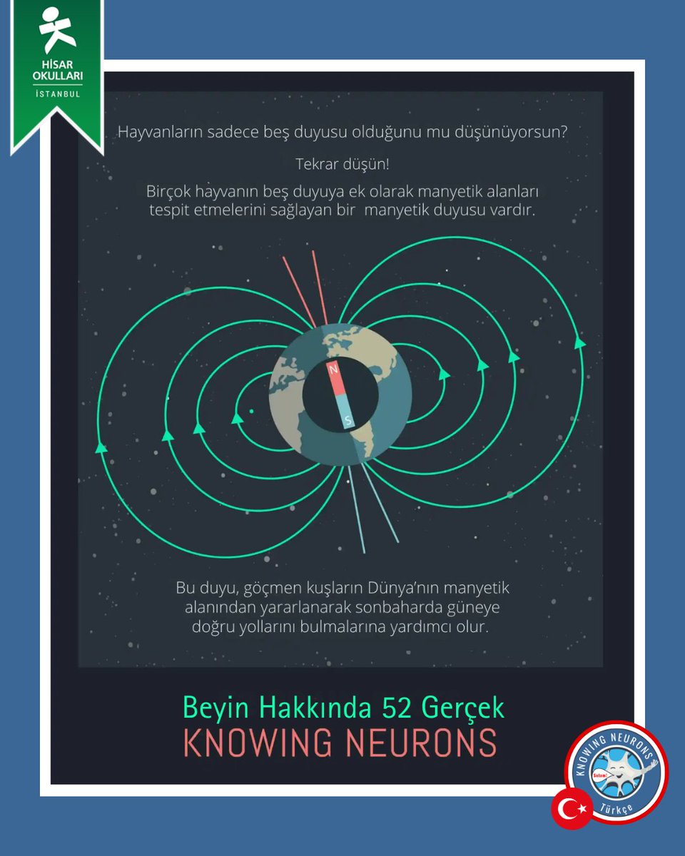 KnowingNeurons's tweet image. #TurkishThursday
Hisar Okulları öğrencilerinin çevirileriyle hazırlanan "Beyin Hakkında 52 Gerçek" serimize devam ediyoruz! 🧠 Manyetik alanları hissedebilen hayvanlar olduğunu biliyor musun? 🧲 Sence bu hayvanlar hangileridir?
#knowingneurons #nörobilim #beyinhakkında52gerçek