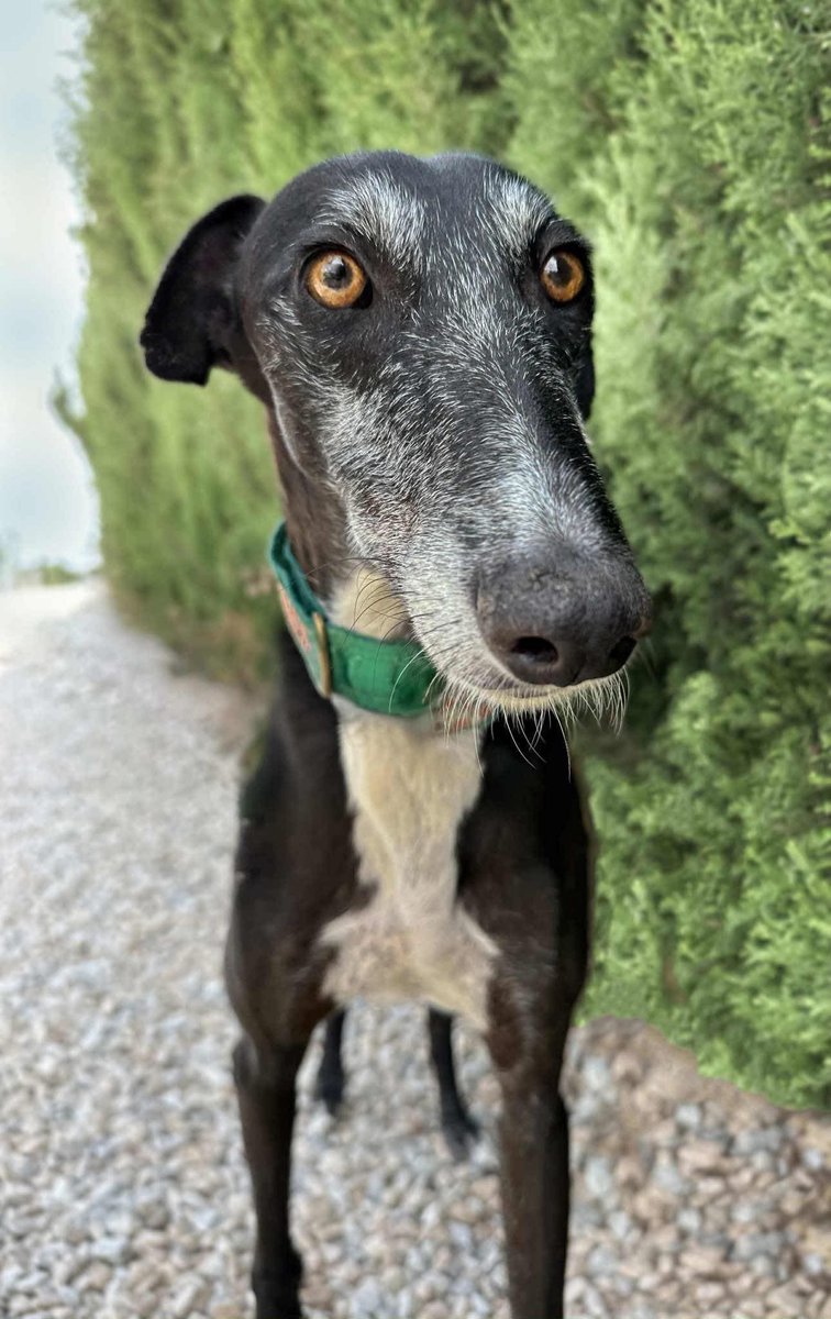 GalgosdelSol's tweet photo. Meet handsome Nick ❤️ 
He’s around 7yrs old and was rescued from the Perrera. 
We have many boys just like him that are overlooked because, 1) they are boys, 2) they are big, 3) they are all around 6yrs and above. 
They are all so incredible but sadly most of our applications are for puppies or females around 3yrs. 
Don’t forget these wonderful boys. Nick is calm, excellent on a lead, loving and extremely handsome. 
Just look at the beard whiskers 😍
Will you share? 🙏🏻❤️