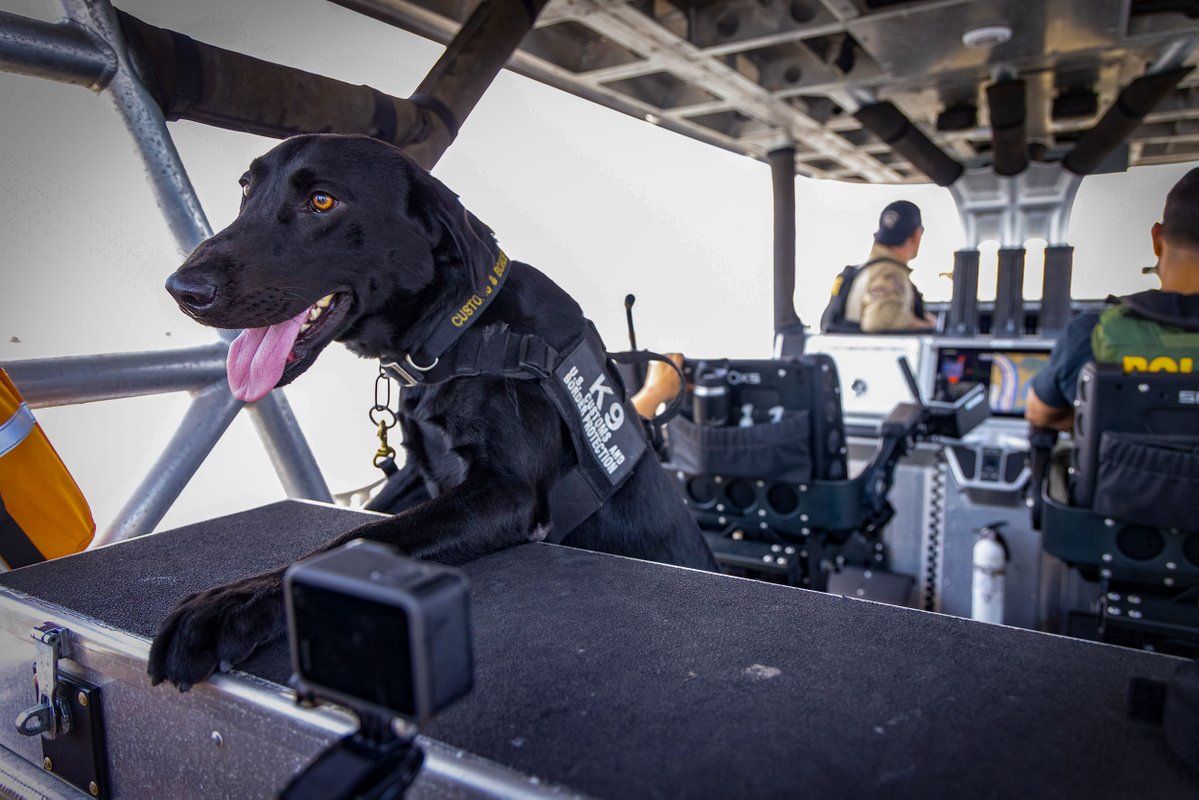 CBPAMO's tweet image. Out here running maritime ops with the goodest partner on four paws - and our federal teammates.
Securing America's waterways alongside the goodest boy and our federal partners. Even in the dog days of summer, the mission doesn't stop.