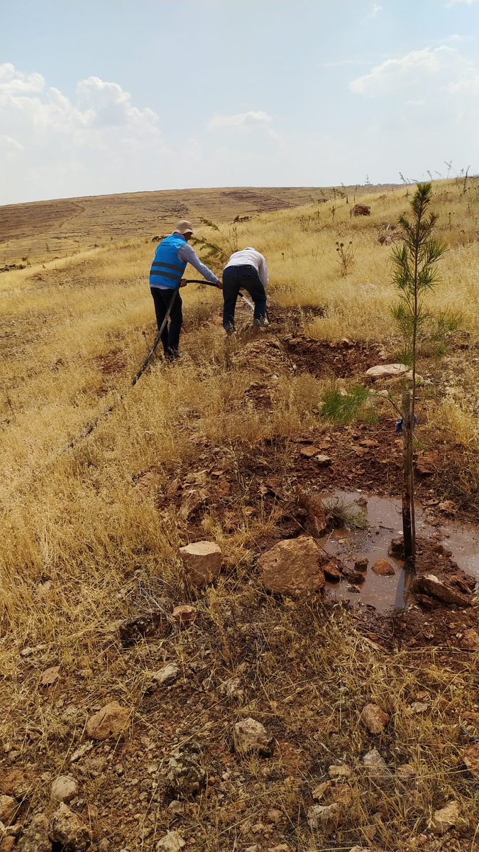 Midyat_DSM's tweet image. 🌳 Midyat Adalet Ormanı’nda Sulama Çalışmaları 🌳

Adalet Ormanımızda bugüne kadar dikilen fidanlarımızın kavurucu sıcaklara karşı korunması amacıyla, Müdürlüğümüz kamu hizmeti yükümlülüğü kapsamında oluşturulan mobil ekip tarafından sulama çalışmaları gerçekleştirildi.
#dsm