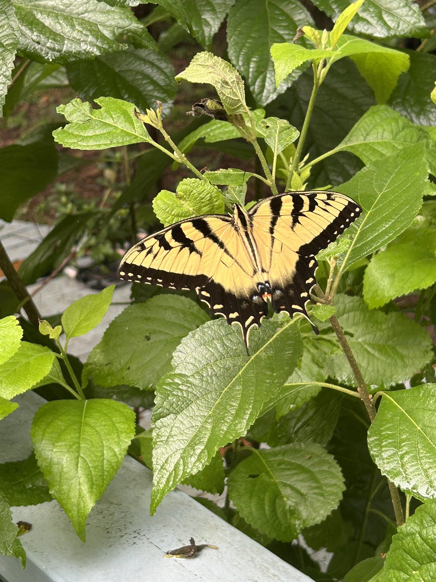 goni_lessan's tweet image. Here’s a little happiness for you.
Tiger swallowtail landed on a beautyberry bush in my backyard this morning after it rained.