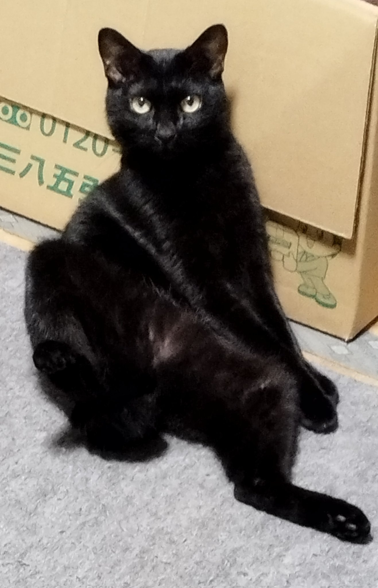 くろねこ！ いっしょがいいね NEWぬいぐるみ クロ 黒 猫 ネコ 内藤デザイン