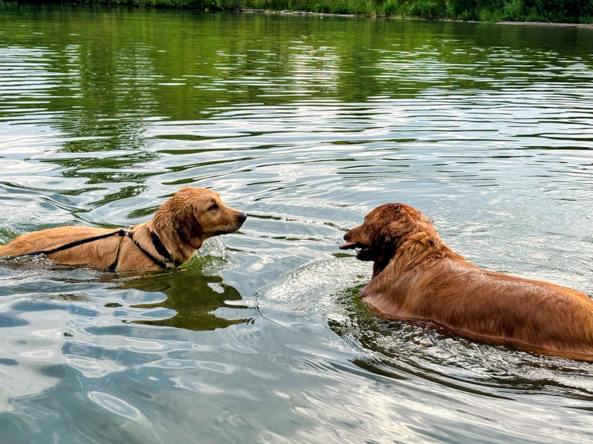 Patz_Van's tweet photo. @GoldretrieverUS We have similar situation here...but Gyllden likes to call it...teaching Kya..."My stick youngin....go find your own"...lol to which Kya usually responds with "nope...mine...yoick!"...lol 
#dogsofsummer #puppies #goldensrule https://t.co/D8wcx6xTXN