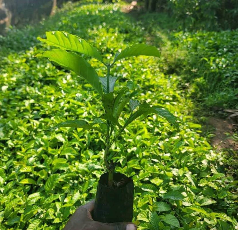 Muganzisecure's tweet image. Today I hosted @WasswaEmma_ a young man with big dreams and wants to blend tourism with coffee business and during the meet up he informed me that he is inspired by @wekesa_amos and we talked about about coffee farming and trading looking forward to support him
#YouthInCoffee