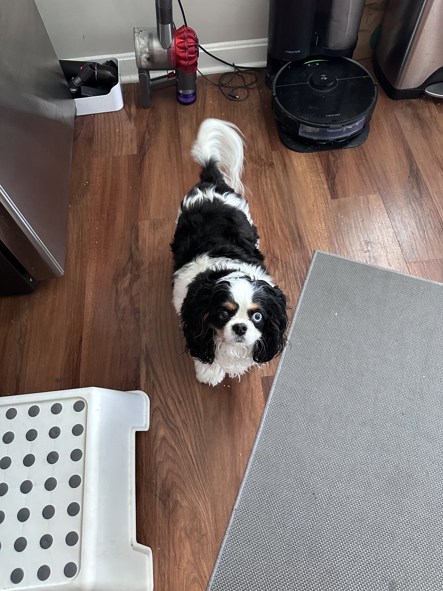 IleanaAlmog's tweet image. Young sir in utter disbelief that bacon is not on this morning’s menu