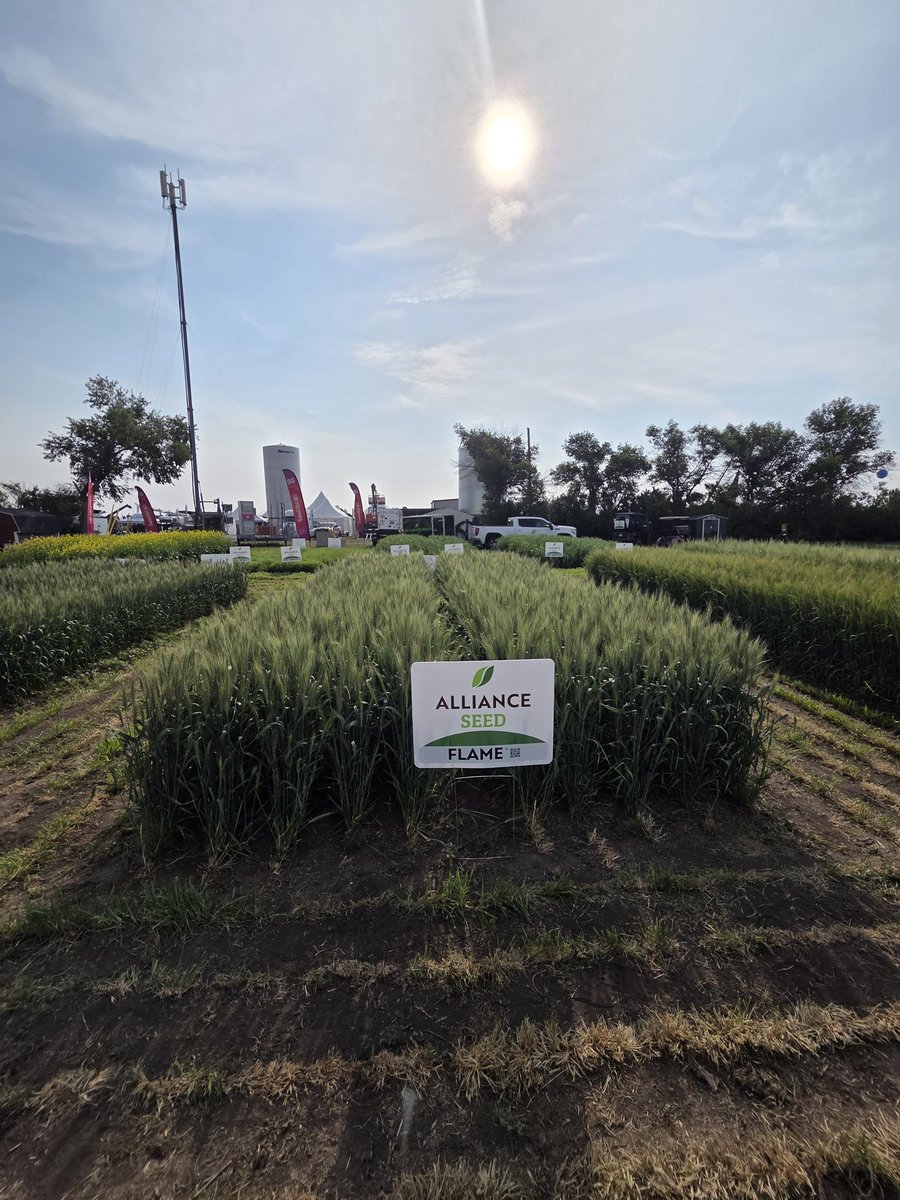 AllianceSeed's tweet image. The plots are looking the best they ever have and we have something for everyone !!
Wheat - CWRS, CPSR and Durum
Oats - Milling and forage
Barley - Feed
Peas - Yellow
Lentils - Small Reds and Small Greens
#AllianceSeed #AgInMotion #Booth348 #LastDayVibes #CanadianAg