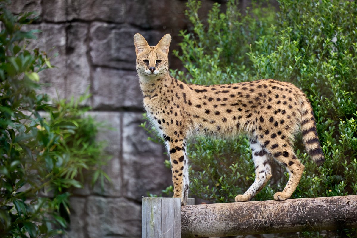kazz256's tweet image. コーヒー3兄妹が多摩Zooから居なくなってしまいますが、サーバル業界全体の発展という観点で良いことなのでしょう😼
#サーバル #Serval
#多摩動物公園