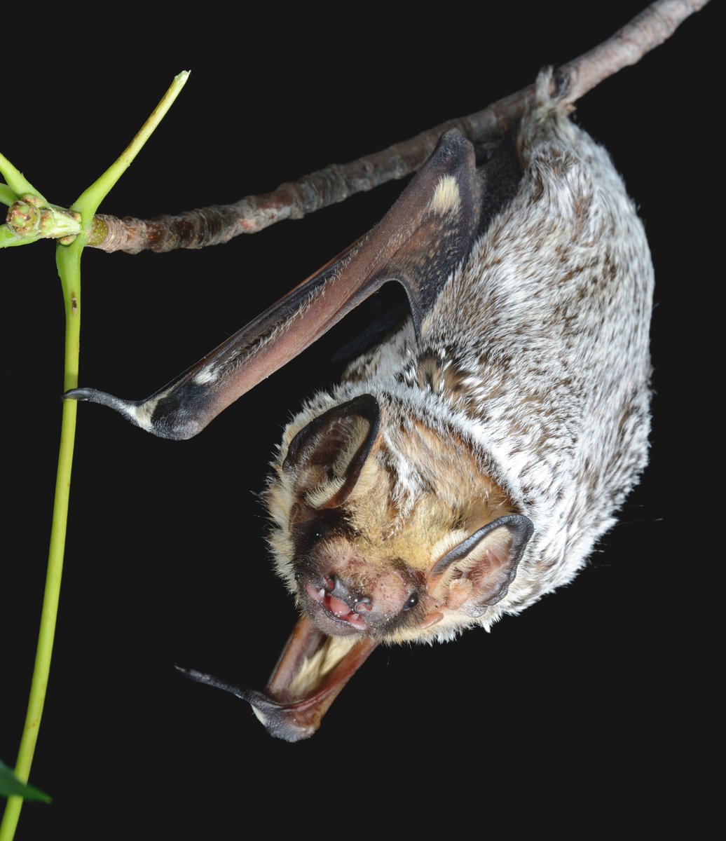 TheTorontoZoo's tweet image. Join your Toronto Zoo’s bat experts this August for a drink on our BATio and experience the night sky ✨
Program:
🦇 Informative presentation under the night sky
🦇 Chance to accompany experts in finding wild bats
🦇 Light appetizers
Full Details: bit.ly/4kHxsHW 🦇