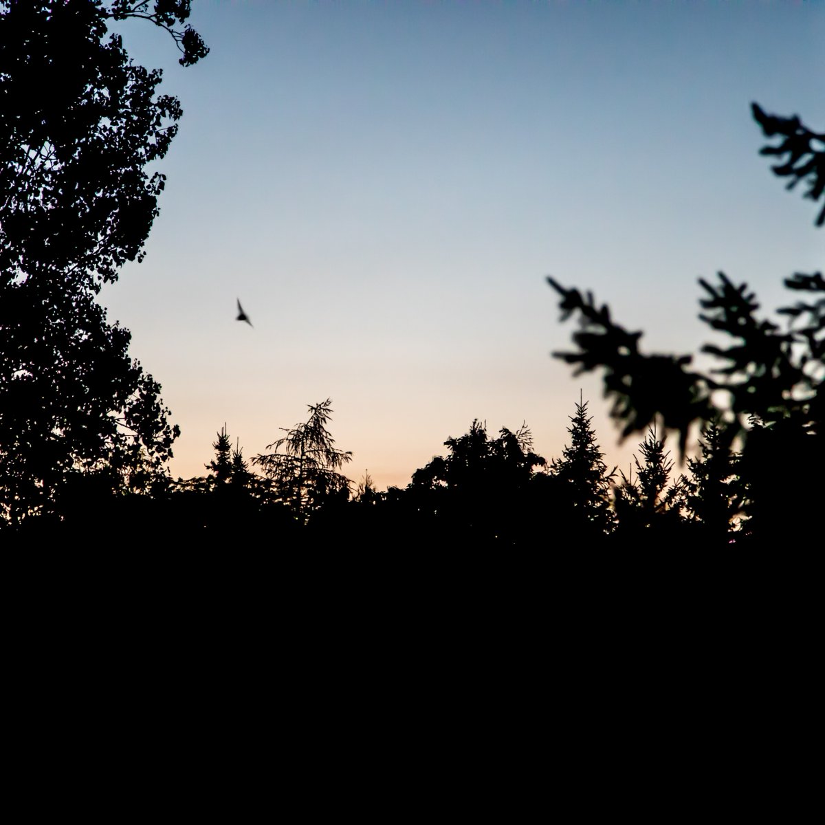 TheTorontoZoo's tweet image. Join your Toronto Zoo’s bat experts this August for a drink on our BATio and experience the night sky ✨
Program:
🦇 Informative presentation under the night sky
🦇 Chance to accompany experts in finding wild bats
🦇 Light appetizers
Full Details: bit.ly/4kHxsHW 🦇