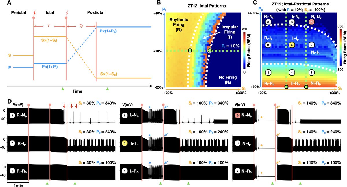 umichkim's tweet image. Can the heart itself trigger fatal arrhythmias during #seizures?
Our latest study combines math modeling & circadian biology to reveal intrinsic cardiac drivers of seizure-induced arrhythmias—challenging neurogenic dogma.
#Sleep-wake timing matters.
doi.org/10.1371/journa…
