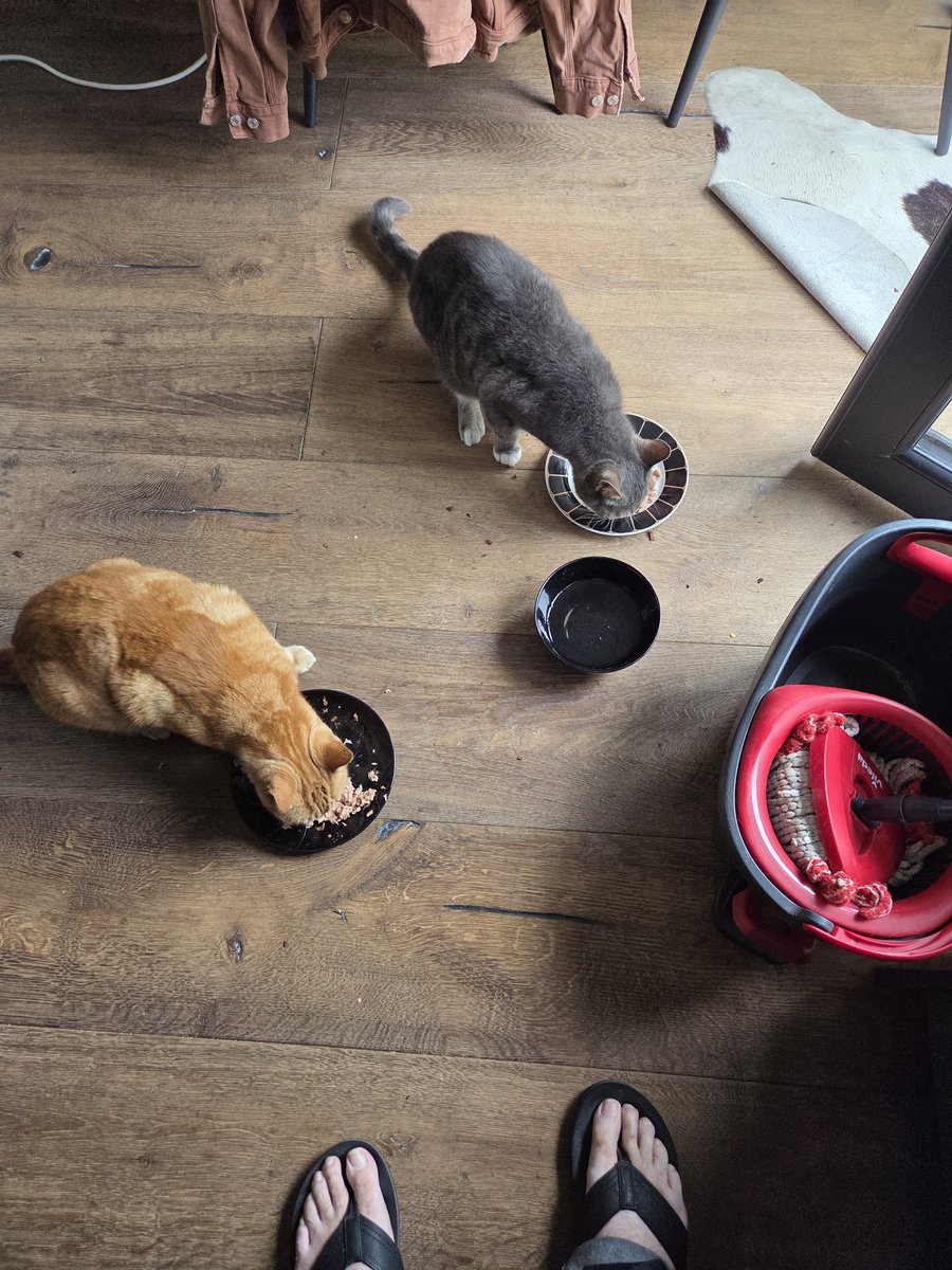 SeanSte44746577's tweet photo. #TunaThursday is a 'trend in progress'! A poor man's #salmonwednesday,but I'll run with it .Ziggy and Fluffy ain't complaining (they're insatiable!).
@johnstf @Jacted7 @ladytron13 @ItsmeTheBooboo1 @Hedgewatchers @nobeigehere71 @SamWalksALot https://t.co/lDKx5McChI