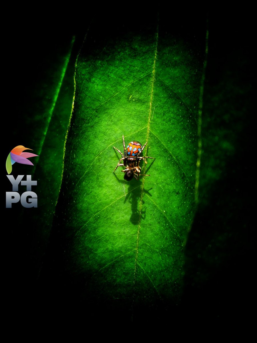 Spider-man-patterned spiders are enjoying their prey on the leaves of the starfruit.

#photography #photo  #photograph #photooftheday #photographylovers #PhotographyIsArt #nature #naturelove #NatureIsAmazing #naturescenery #naturelover #macro #macrophotography
