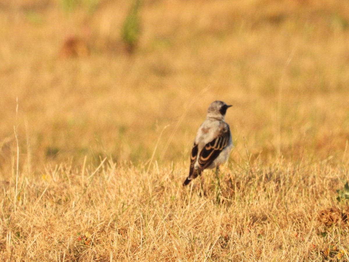 Collalba gris en La Cañada, Ávila