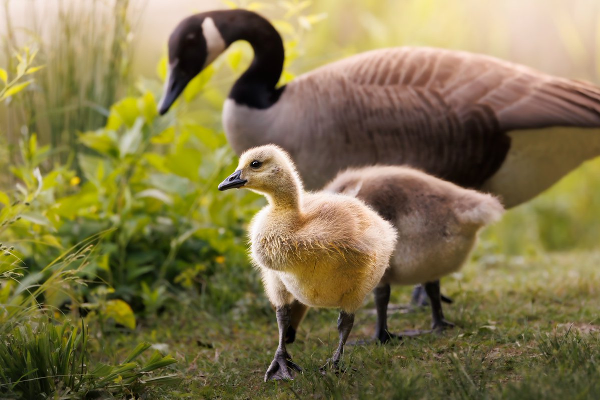 CanonUSA's tweet image. Photo by Jack Z. | "I scoped out an area around a small lake where geese hang out and I was able to lay down and shoot completely unnoticed. The quality was just insane, and the lighting was almost dreamy." #ShotOnCanon☀️
📸 #Canon EOS R5
Lens: RF100-500mm F4.5-7.1 L IS USM