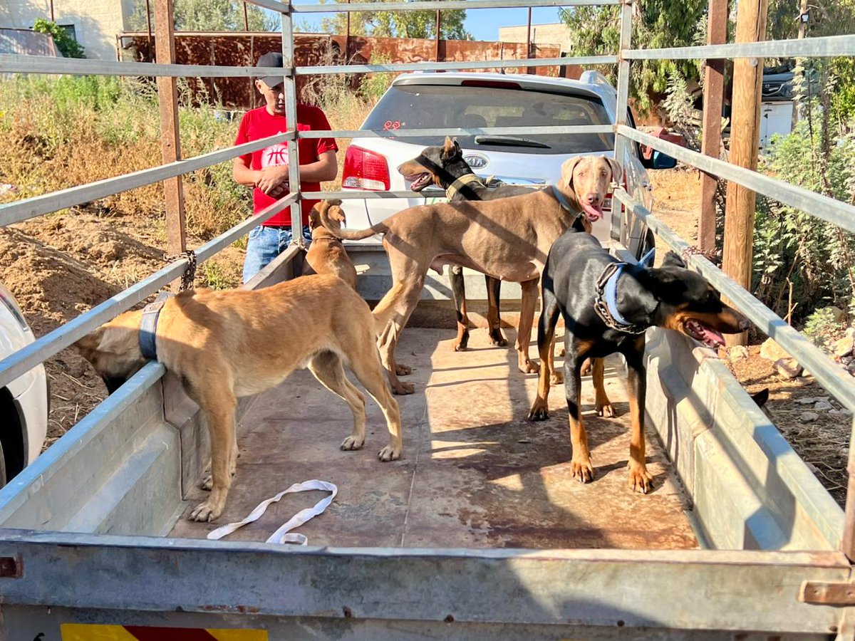 safehaven4donks's tweet image. Not just donkeys! The team in Nablus recently hosted a local free rabies vaccination programme in partnership with the local authorities where any animal could be brought along. 13 vets, students and vet technicians helped Dr Rakan vaccinate over 150 animals!