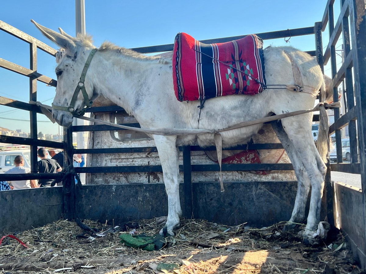 safehaven4donks's tweet image. Not just donkeys! The team in Nablus recently hosted a local free rabies vaccination programme in partnership with the local authorities where any animal could be brought along. 13 vets, students and vet technicians helped Dr Rakan vaccinate over 150 animals!