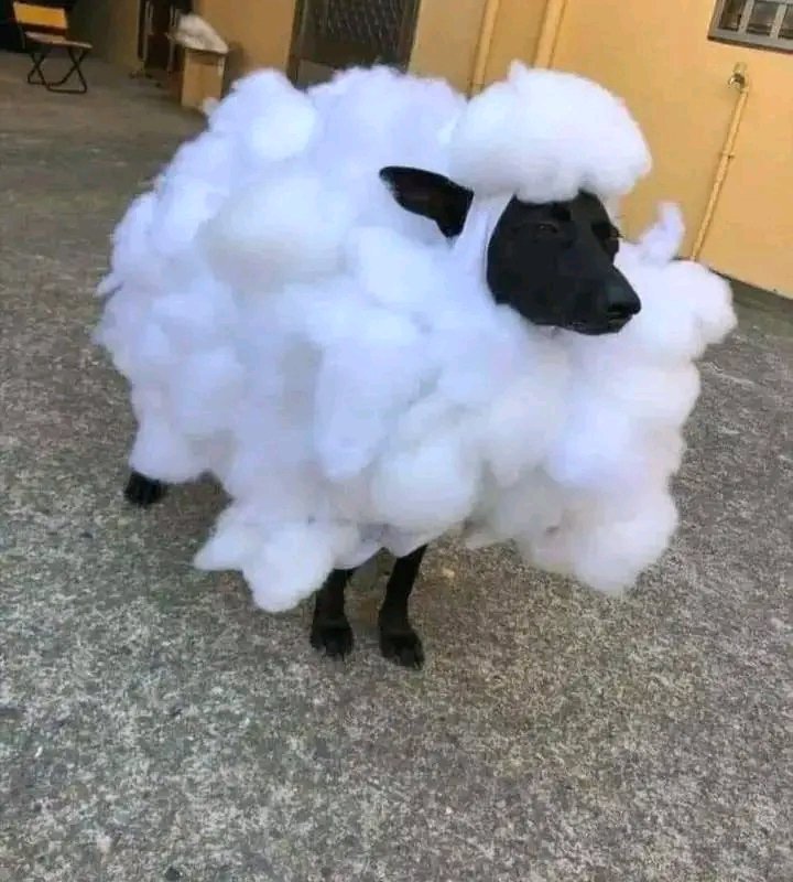 Selling this sheep,it bark sometimes due to emotional stress😉😉
