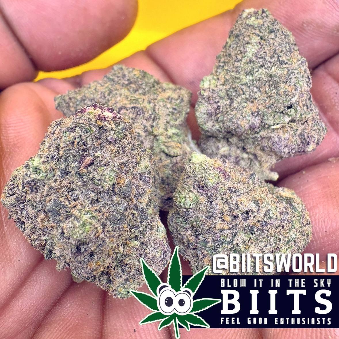 biitsworld's tweet photo. Purple People Eater Available in today’s postals.. get in contact for details 💪 https://t.co/xgkVlURpAw