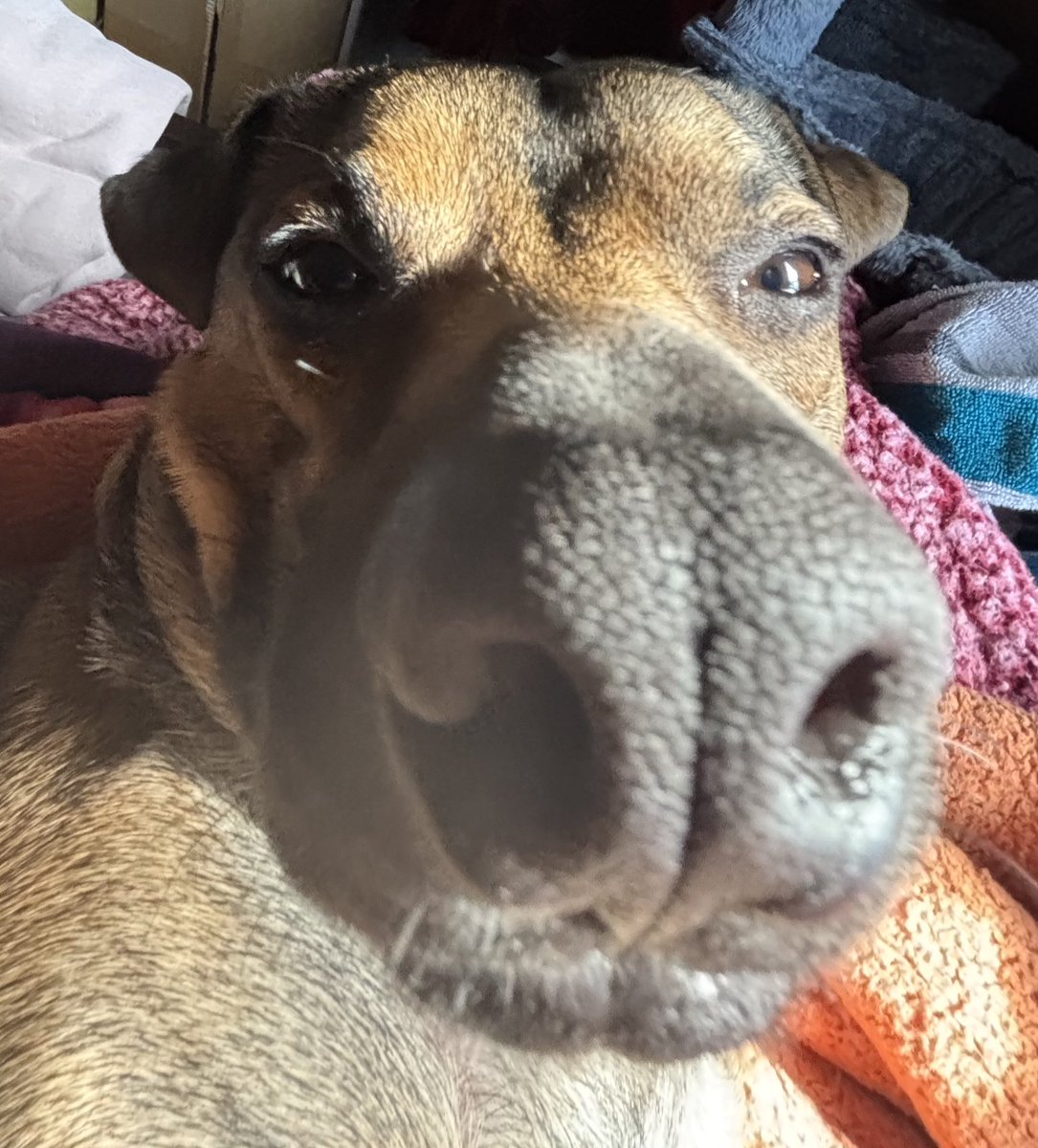 williamwolfe520's tweet image. My face when I get my first ever comm and they change their mind