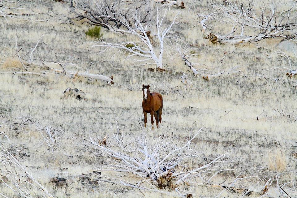 FoAorg's tweet image. Big news: the U.S. House Committee on Appropriations is including language in a Department of The Interior funding bill that reaffirms protections for America’s beloved wild horses...
Thus, preventing their slaughter!
Read about why this is promising:
friendsofanimals.org/house-committe…