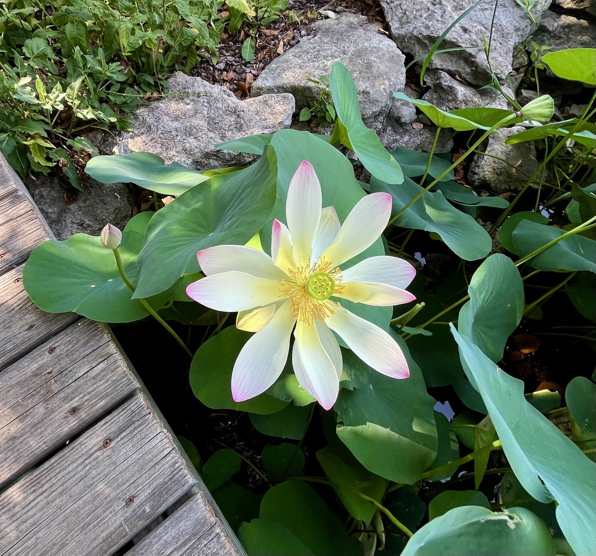 I love the delicateness of water lilies.