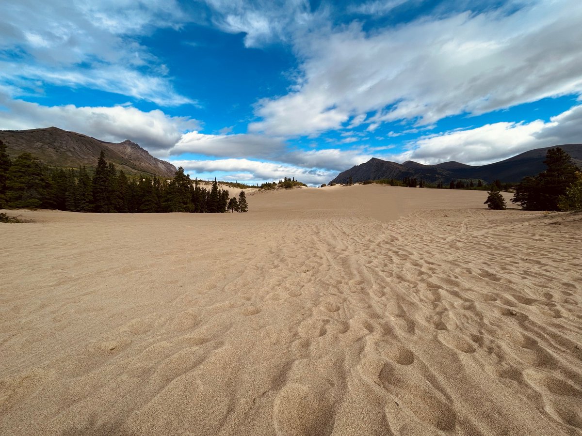 Canada's tweet image. No need to cross continents to experience breath-taking sand dunes, we have plenty here in #Canada! From coast to coast, our country is filled with sandy shores. Share your pics below! 🏖️⬇️
📍Athabasca Park, SK
📍Carcross, YK
📍Sandbanks, ON
📍PEI National Park, PEI