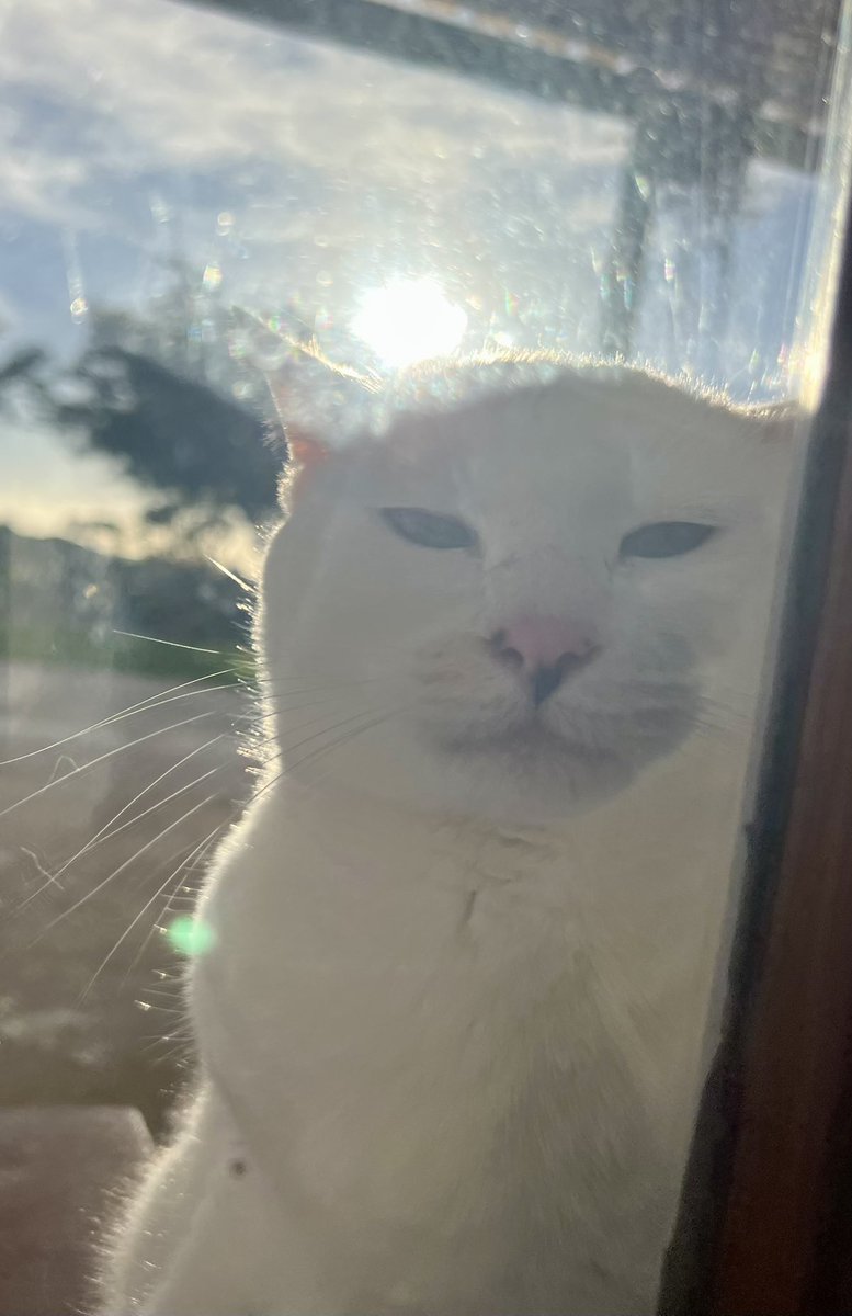 tygerpoo's tweet image. Let. Me. In. 😾 #thursdayvibes #cats #CatsOfX #CatsLover
