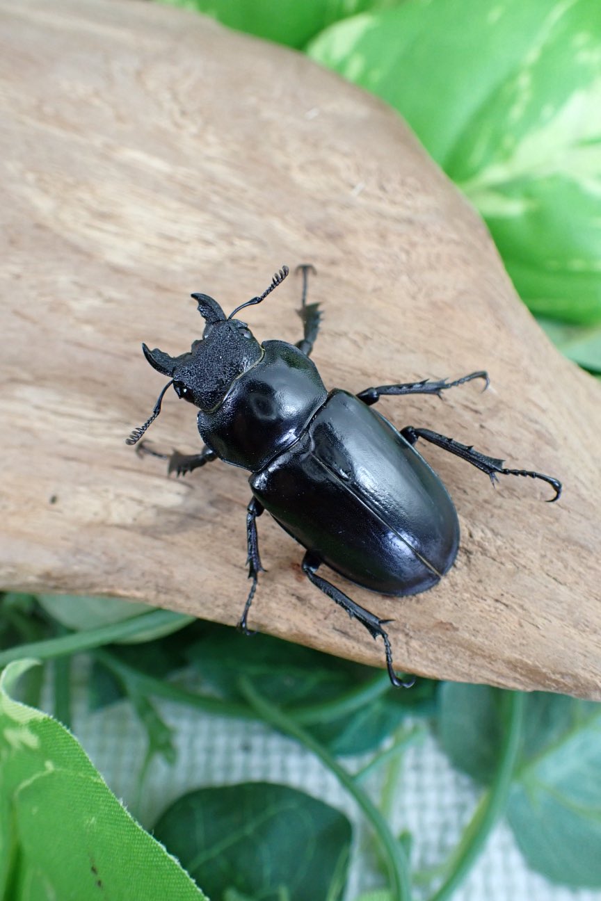 かぶとむしさん　専用 M-703 バイオ育成カブト虫マット INSECT LAND 幅340mm奥行90mm高