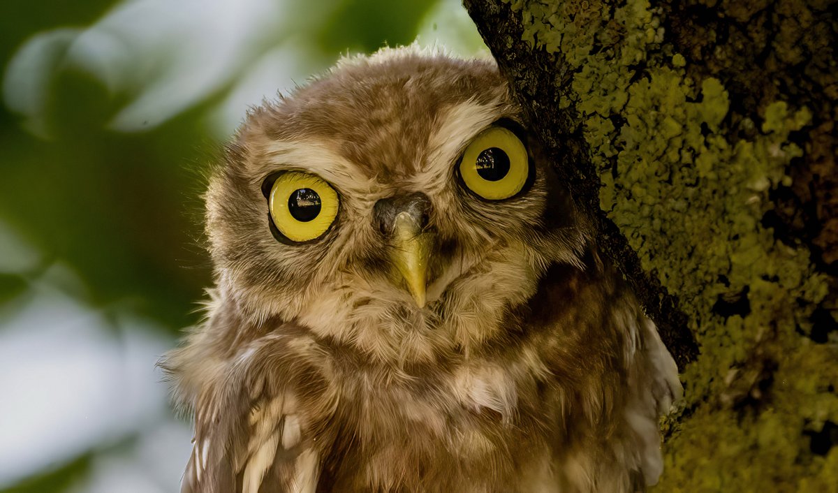 greylands22's tweet image. Juvenile Little Owl
@DurhamBirdClub 
@RSPBbirders 
@teesbirds1