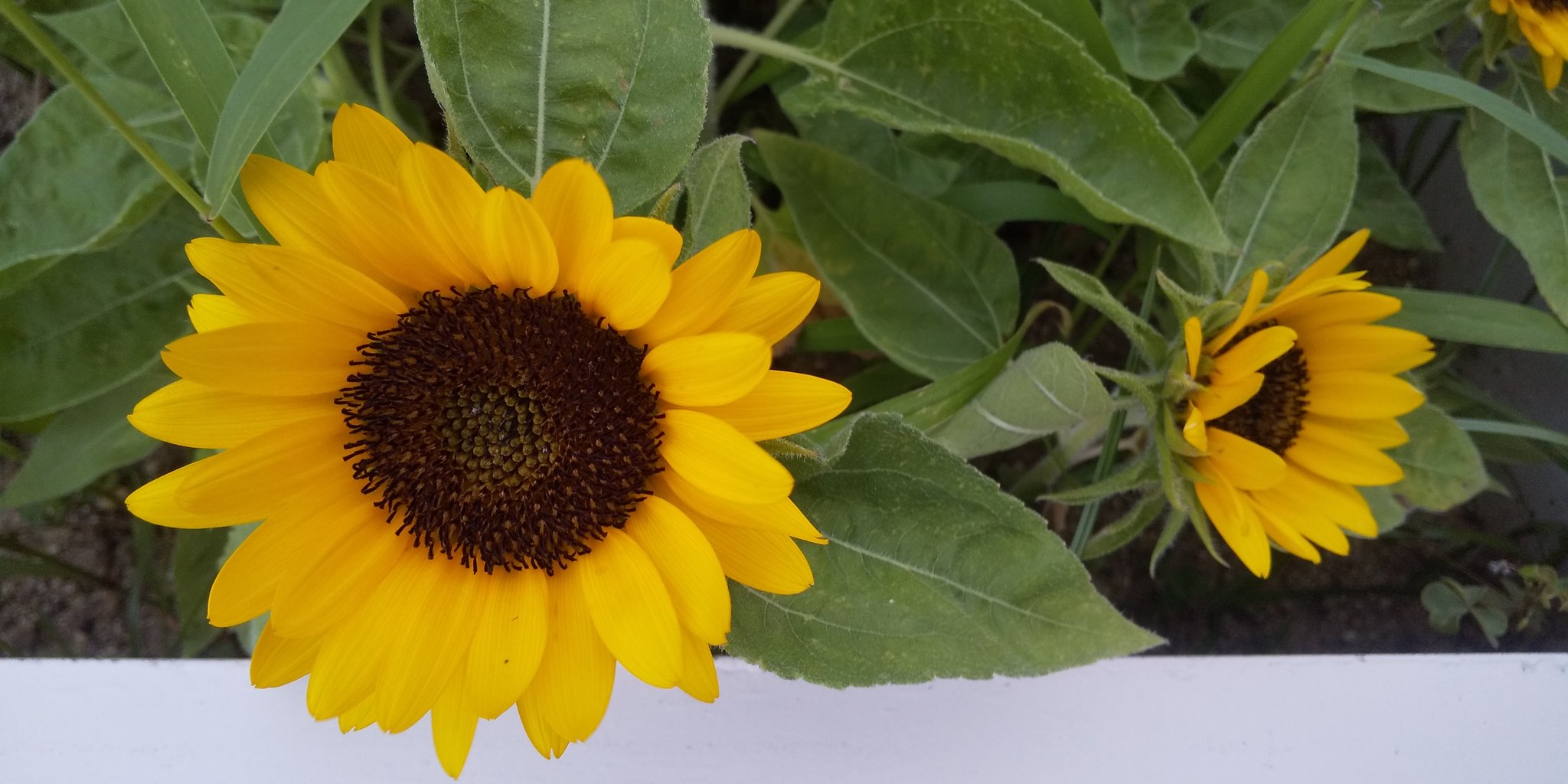 ひまわり❤ MUZAN | (向日葵🌻】 別名 【日輪草🌻】 私は此方の方が好き