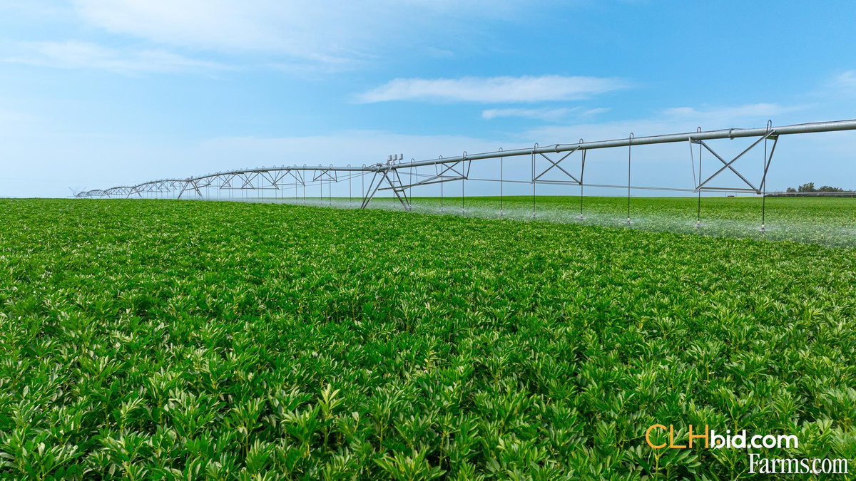 FarmsPrairies's tweet image. 172 acre cash crop farm is for sale in Taber, Alberta 👇
172 irrigation acres, a rare opportunity to expand your irrigated footprint in one of Alberta’s most productive farming regions!
farms.com/farm-real-esta…
#FarmRealEstate @clhbid
