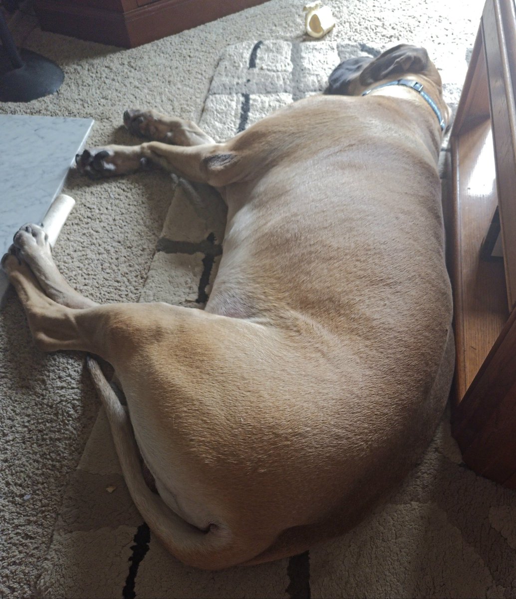 Beckham the #GreatDane taking his morning nap after eating a big breakfast couple hours ago. 4 cups of kibble &amp; can of food. Zzzzz