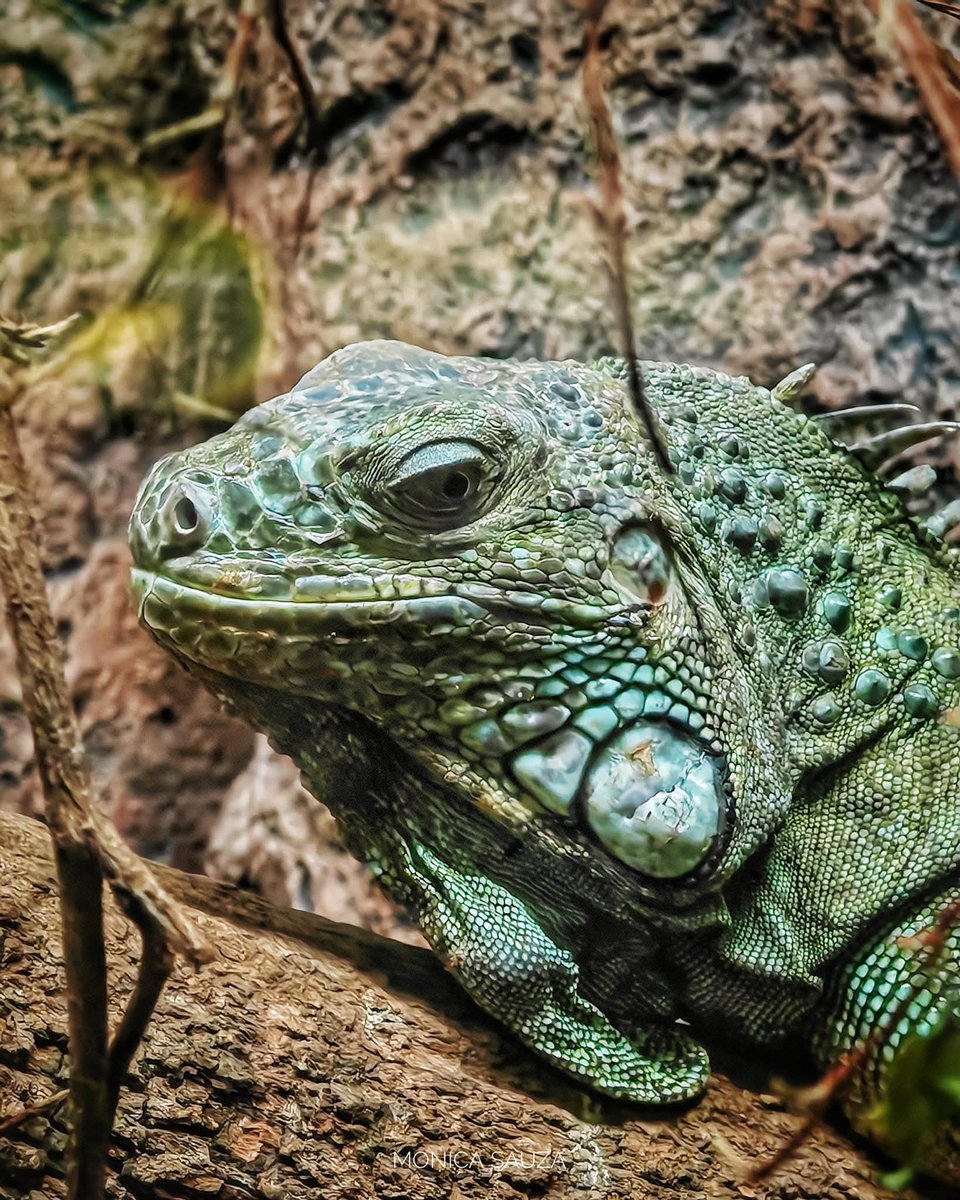 mosave_87's tweet image. El amor es un arte que nunca se aprende y siempre se sabe.
Benito Pérez Galdós 

📷 IG: monicasauza

#cdmx #chapultepec #zoologicodechapultepec #iguana #NaturePhotography