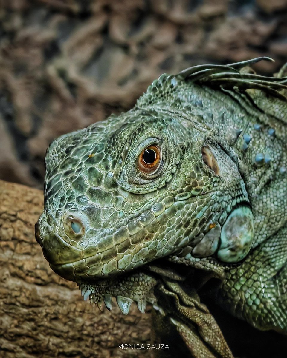mosave_87's tweet image. El amor es un arte que nunca se aprende y siempre se sabe.
Benito Pérez Galdós 

📷 IG: monicasauza

#cdmx #chapultepec #zoologicodechapultepec #iguana #NaturePhotography
