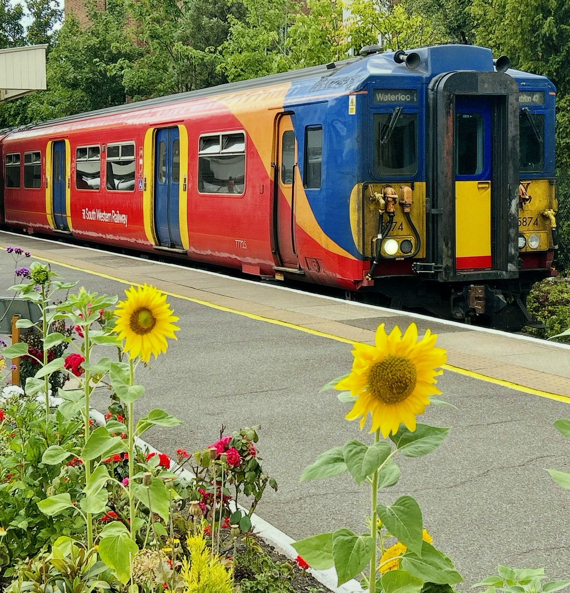 lukehouse313's tweet image. SWR 455874 With The Sun Flowers At Surbiton. Took This While Waiting For 37800 Taking 455868 To Derby