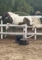 IndependentRed4's tweet image. “I believe I can fly”. Sparkles training for the mini Del Mar Grand Prix!!!