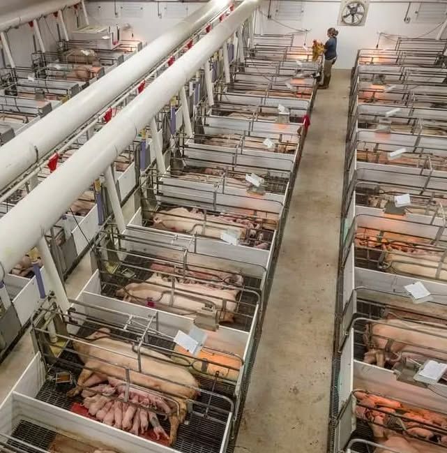 JohnOberg's tweet image. Can you believe that the #Pork Industry is actually PROUD to treat #pigs like this? 🤯😡