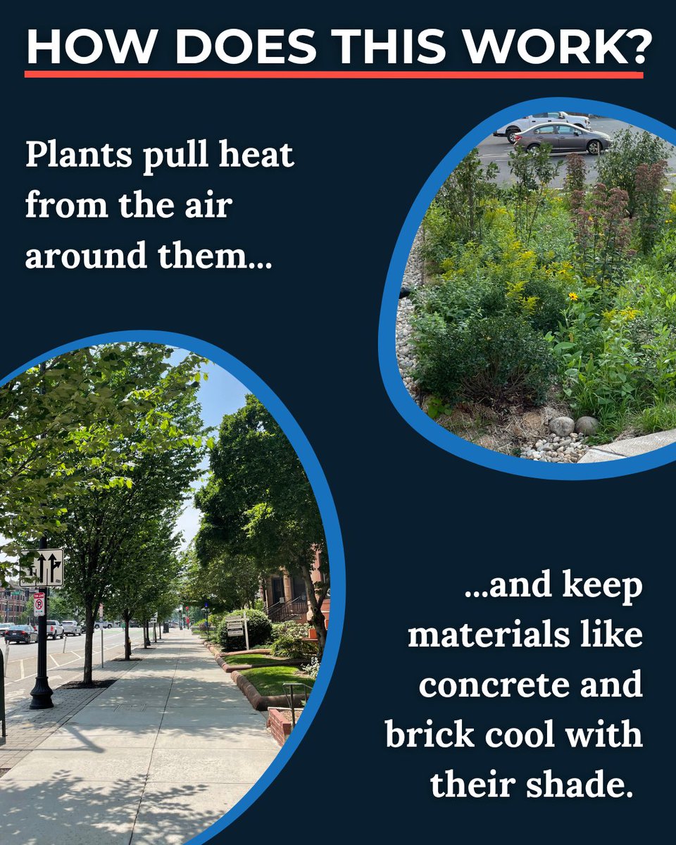 BosGreenIn's tweet photo. With Boston experiencing severe heat emergencies over the last month, green infrastructure is more vital than ever in keeping us cool. Plants absorb heat from the air, and their shade cools sidewalks, streets, and buildings.  #BostonGreen #GreenInfrastructure #HeatResilience https://t.co/GiGCcnLsQr