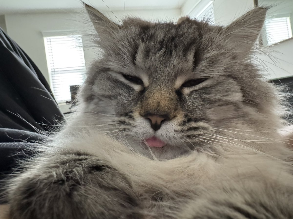 My cat has something to tell you better say something back 👊🏽😡 go ahead Eury

“Have a blepsed day” 😸